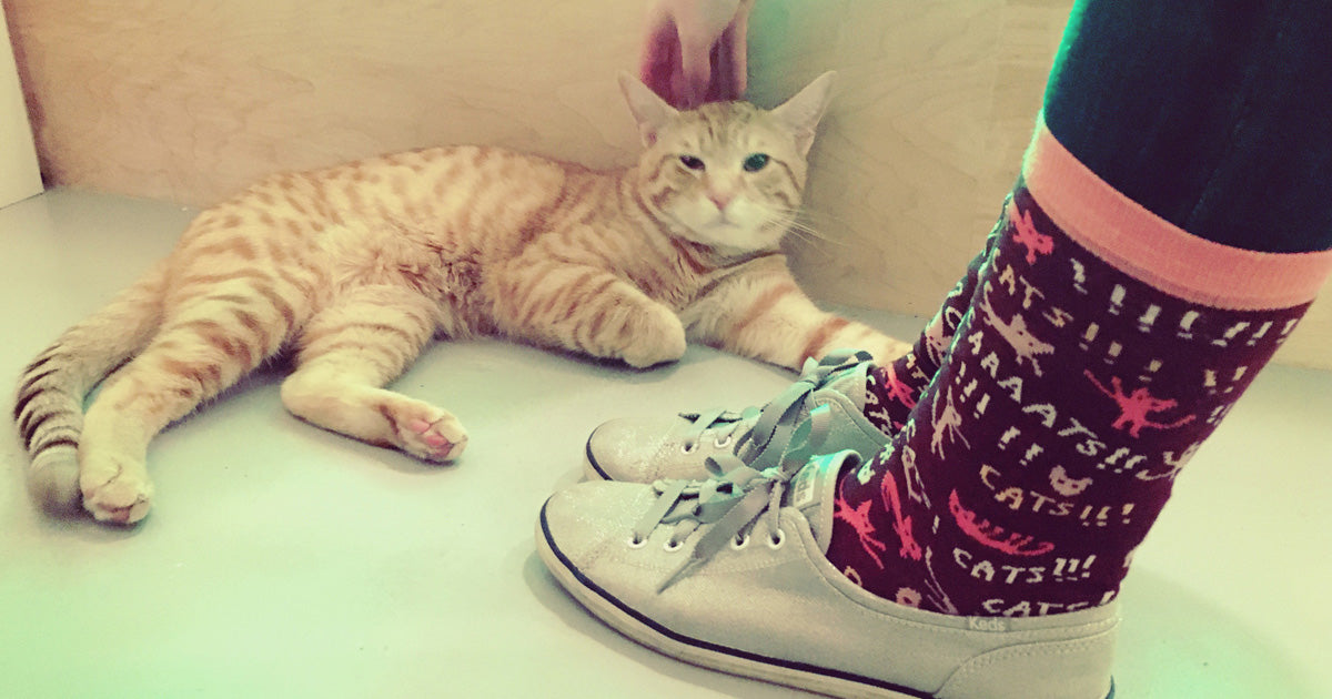 A sweet orange tabby cat sits beside a pair of socks with the word "cats" repeated all over it