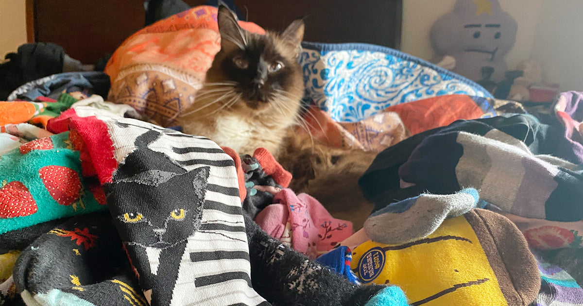 Buddha the cat surveys his owner's sock collection.