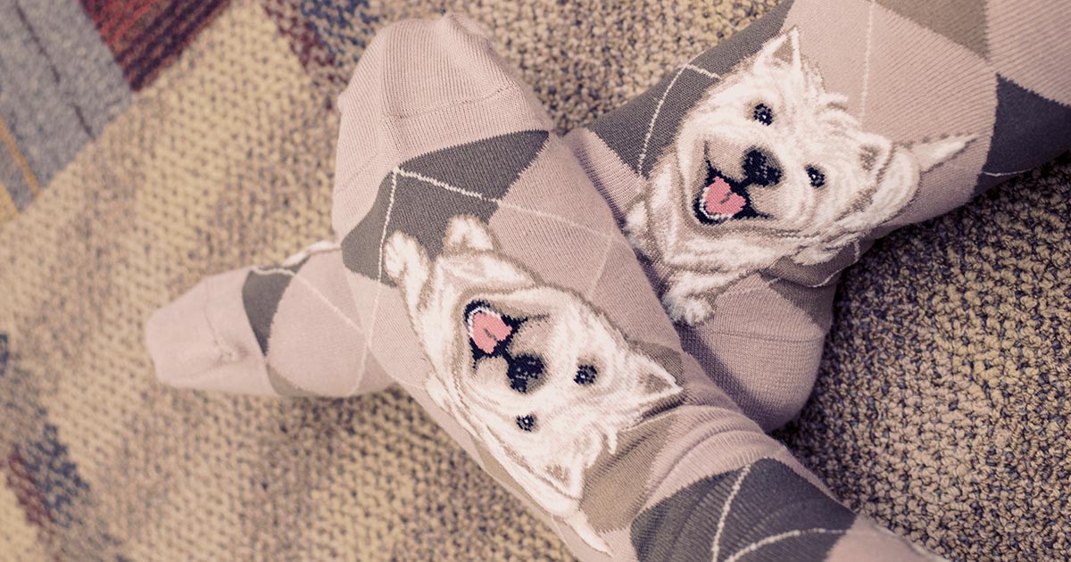 Westie socks for women with dogs on a beige argyle background.