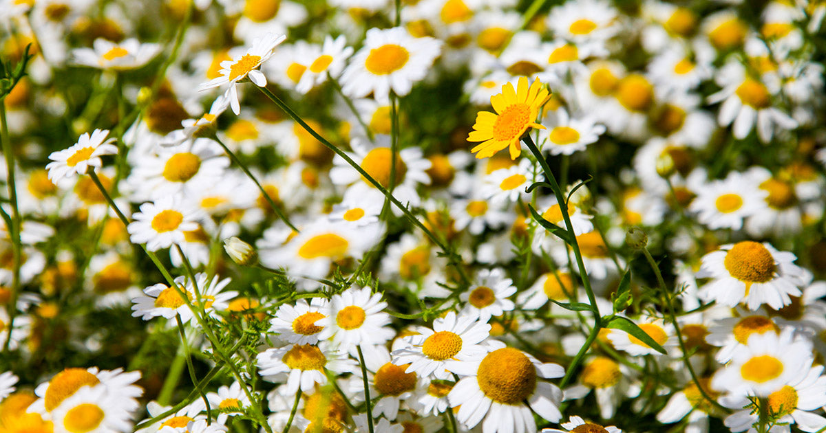 A field of small daisies.