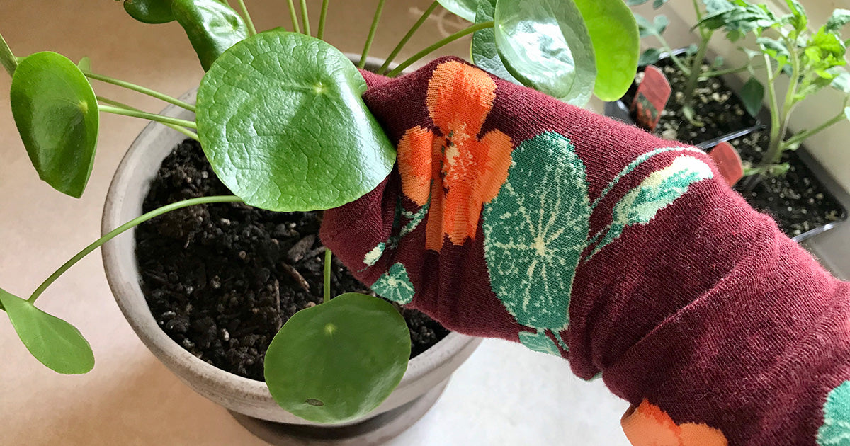 Old socks used to clean houseplant leaves