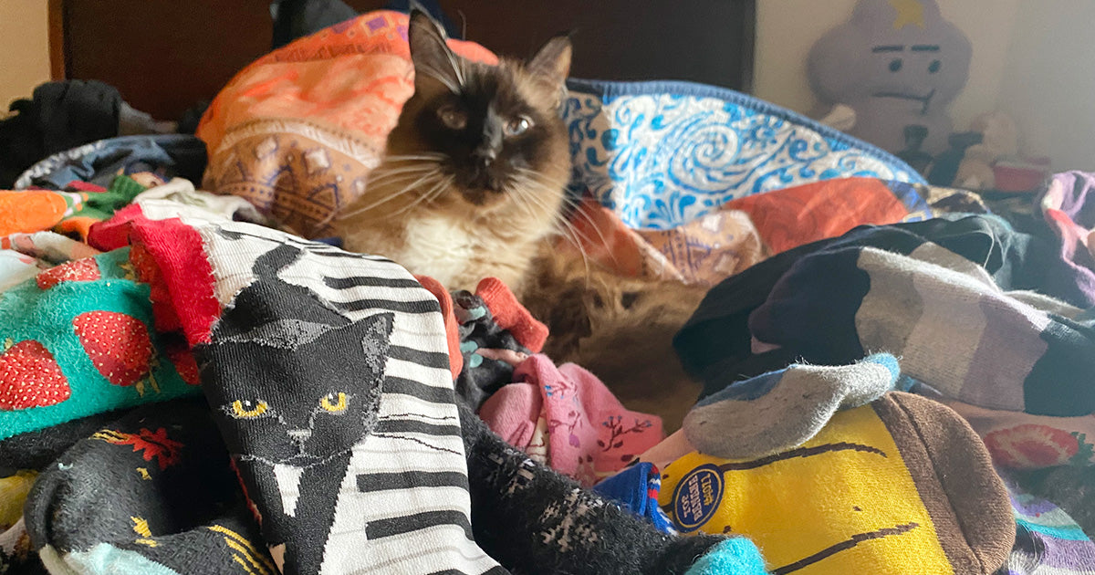 Buddha the cat surveys his owner's sock collection.
