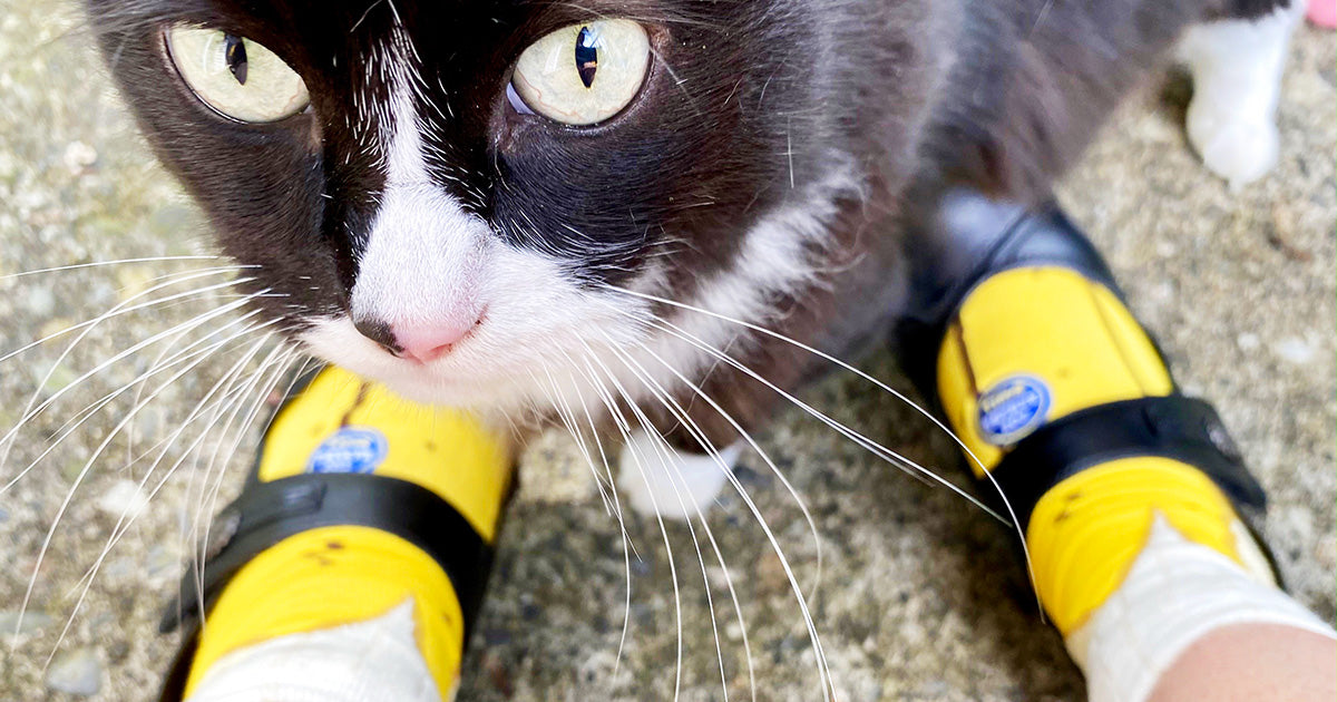Cute banana socks and a tuxedo cat