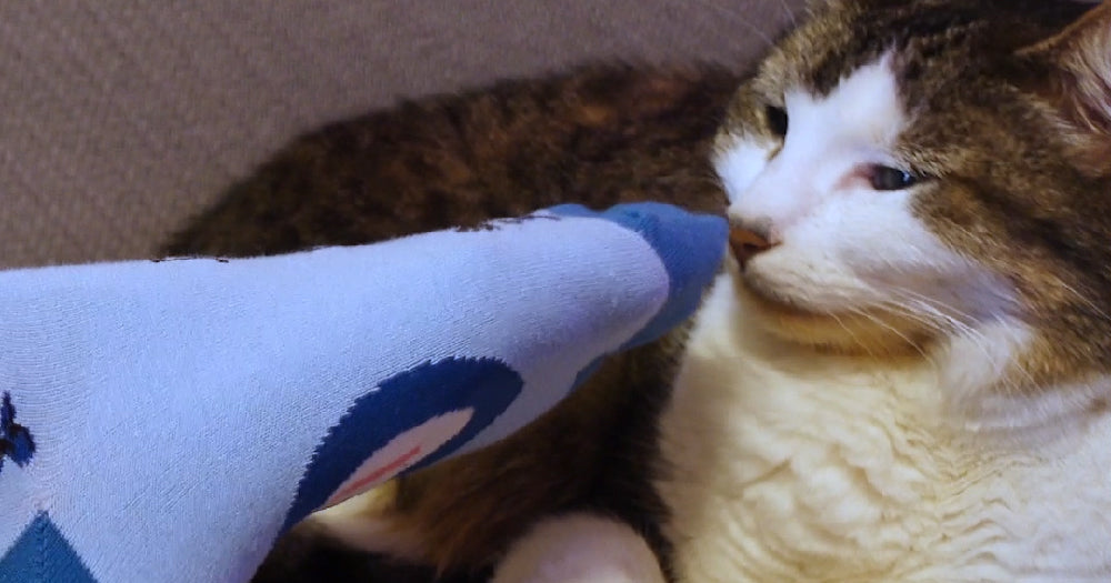 A cat makes a face while smelling a sock on someone's foot