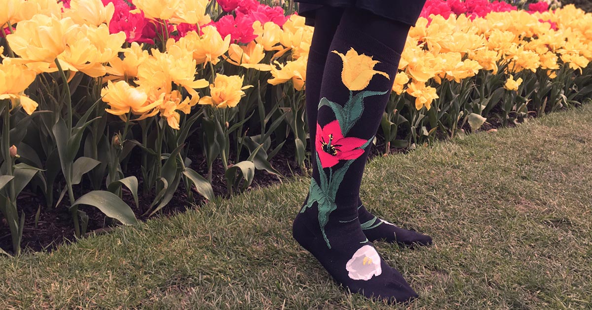Tulip knee socks feature red, yellow and white tulips on a black background as shown here against a field of yellow tulip flowers in Skagit Valley, WA.