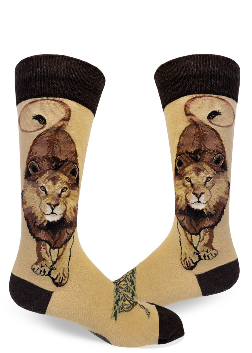 Lion socks for men with male lions facing forward and looking bold on a light brown background