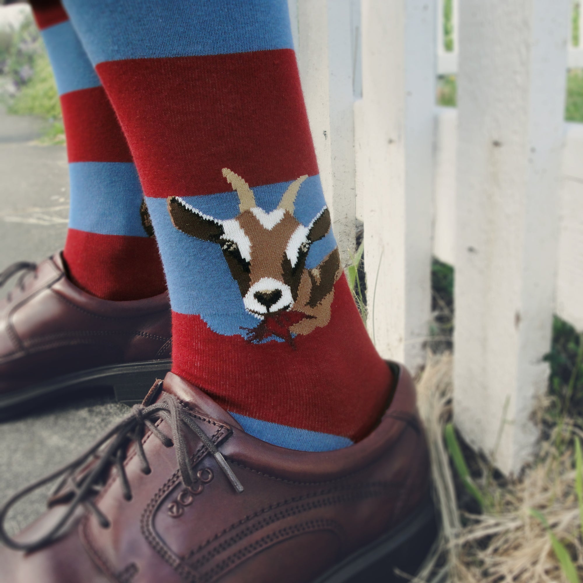 Goat socks for men with goats eating the striped on these red and blue striped socks